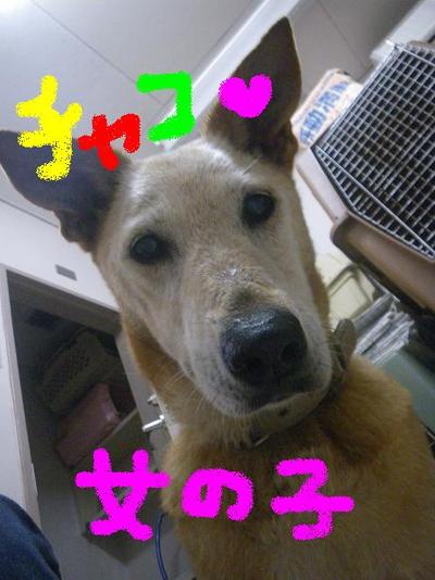 お散歩大好きチャコちゃん