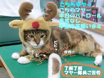 琉猫マヤー登場