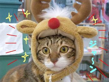 琉猫マヤー登場