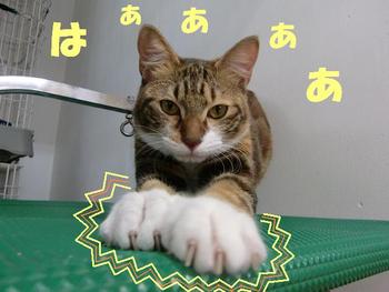 琉猫マヤー登場