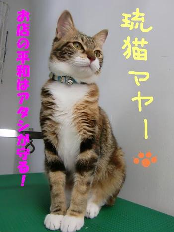 琉猫マヤー登場