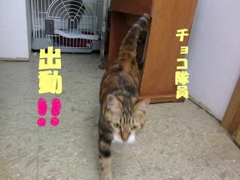 琉猫マヤー登場