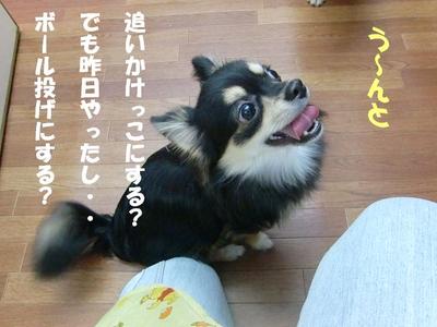 チワワのチロくん初めてのお泊り