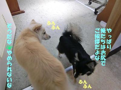 チワワのチロくん初めてのお泊り