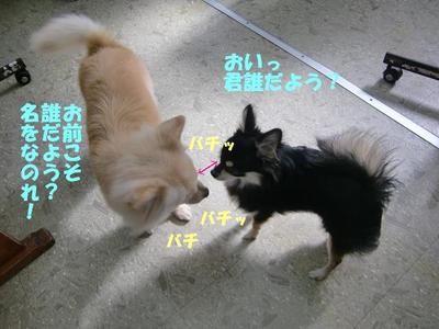 チワワのチロくん初めてのお泊り