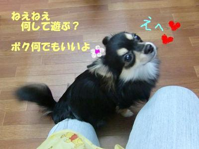 チワワのチロくん初めてのお泊り