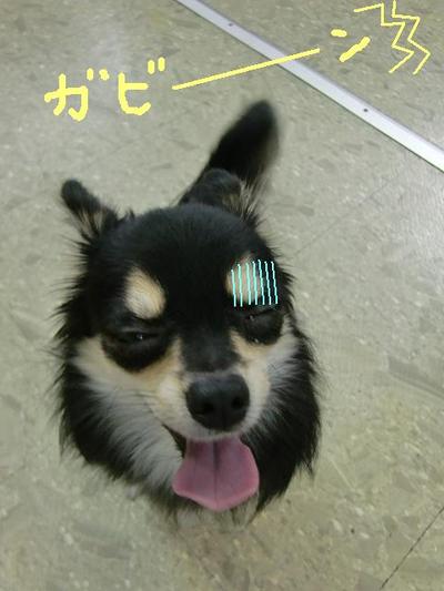 チワワのチロくん初めてのお泊り