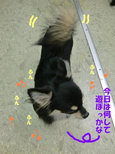 チワワのチロくん初めてのお泊り