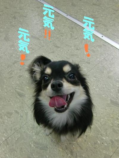 チワワのチロくん初めてのお泊り