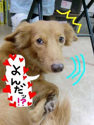 トトちゃん♪