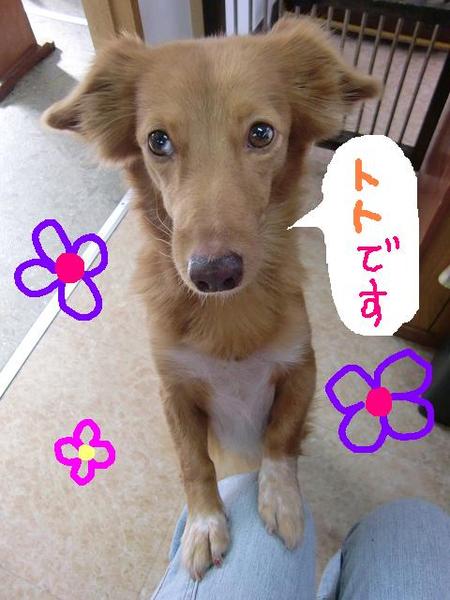トトちゃん♪