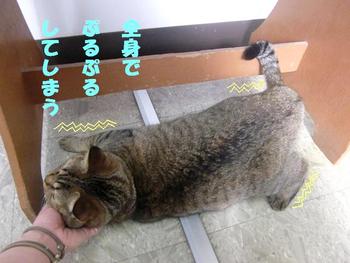 猫キチ日記１
