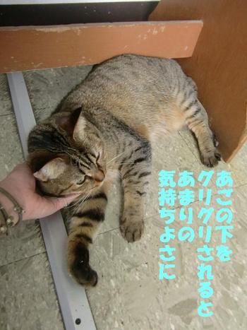 猫キチ日記１