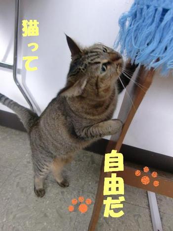 猫キチ日記１
