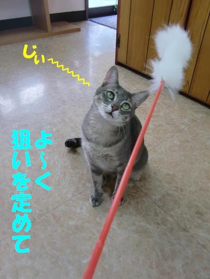 アメリカンショートヘアーのハニーちゃん