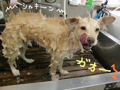 BOPPYくんの入浴