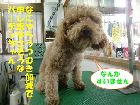 プードルのバーディちゃん