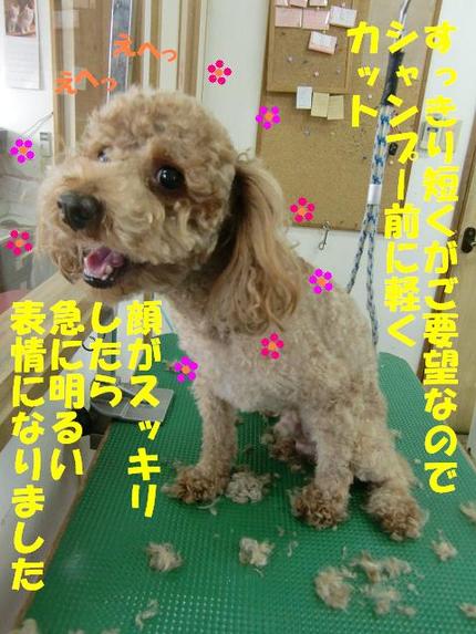 プードルのバーディちゃん