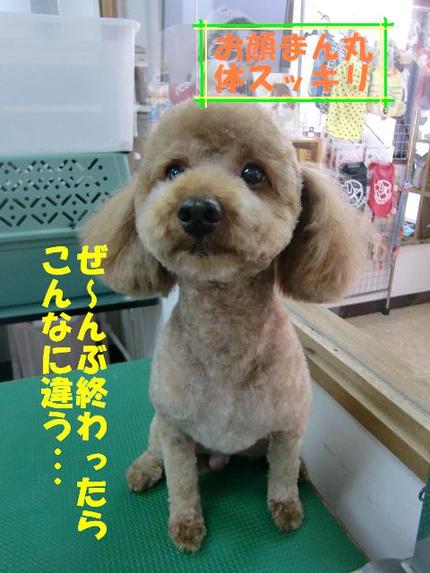 プードルのバーディちゃん