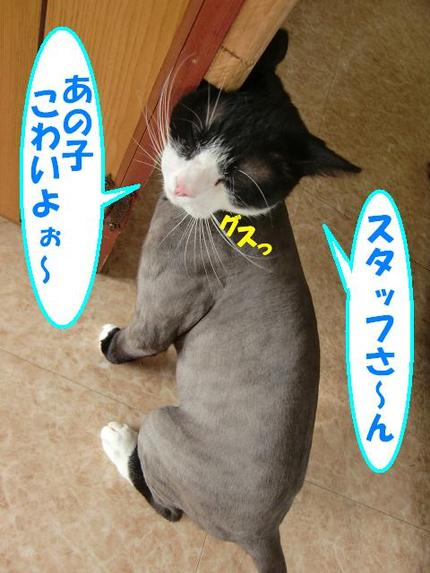 黒白猫のビーちゃん