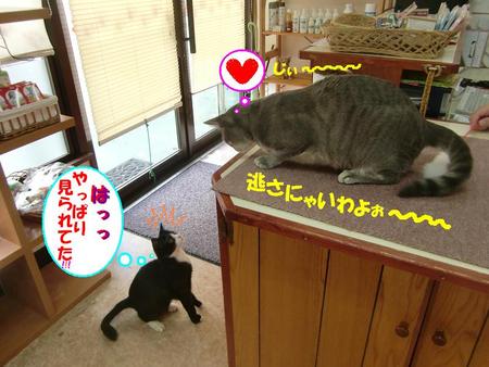 黒白猫のビーちゃん