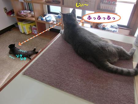 黒白猫のビーちゃん