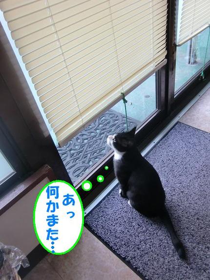 黒白猫のビーちゃん