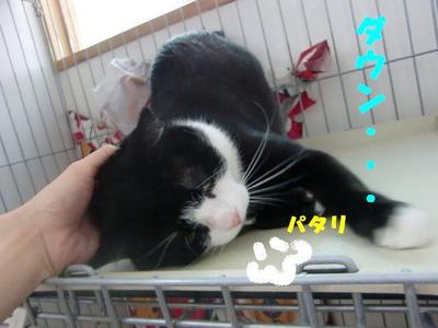 ビーちゃん初お泊り