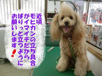 ハンサムＢＯＹ