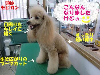 ハンサムＢＯＹ