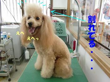 ハンサムＢＯＹ