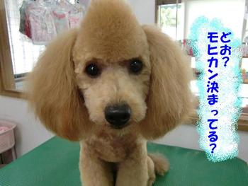 ハンサムＢＯＹ