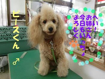 ハンサムＢＯＹ