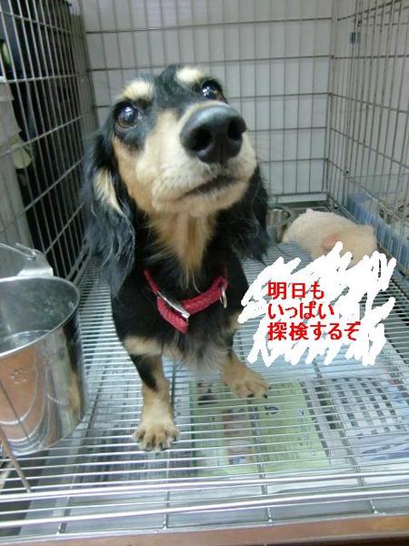 フクちゃんの一日探検