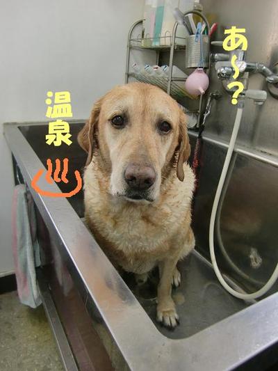 温泉体験