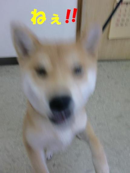 柴犬ポンタくん