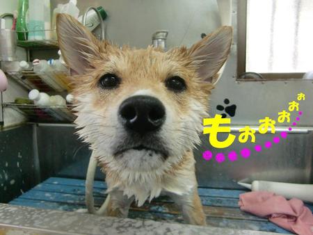 柴犬ポンタくん