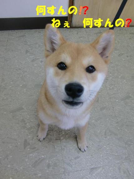 柴犬ポンタくん