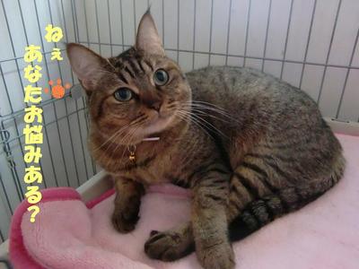 ネコのお悩み(メグちゃんの場合）