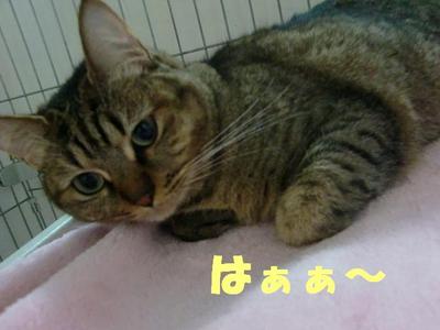 ネコのお悩み(メグちゃんの場合）