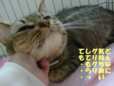 ネコのお悩み(メグちゃんの場合）