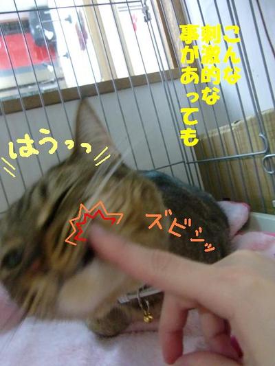 ネコのお悩み(メグちゃんの場合）