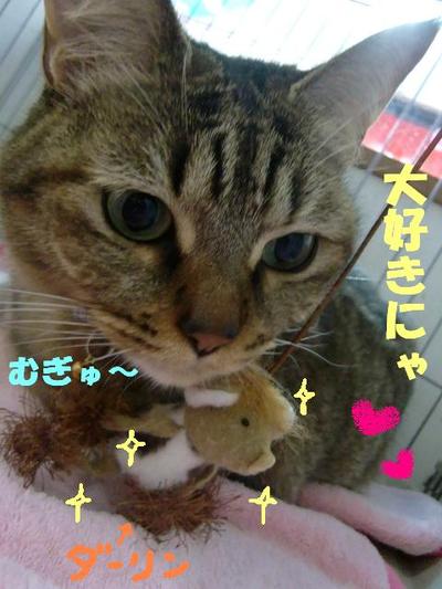 ネコのお悩み(メグちゃんの場合）