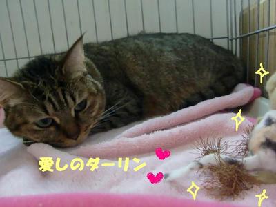 ネコのお悩み(メグちゃんの場合）