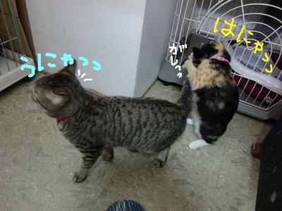 愛情が強すぎて・・・