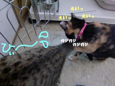 愛情が強すぎて・・・