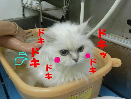 ラブちゃんの温泉体験談