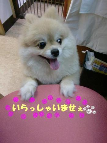 新店員ロッペちゃん