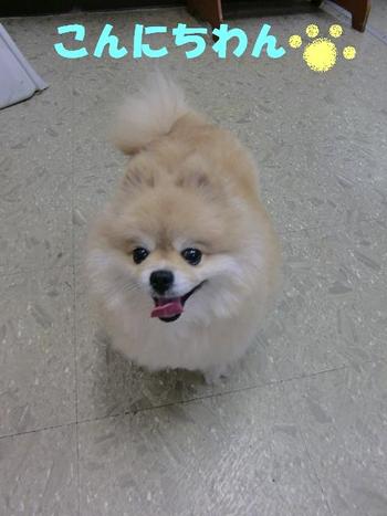 新店員ロッペちゃん