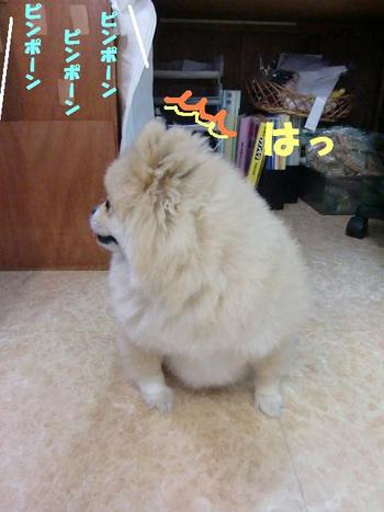新店員ロッペちゃん